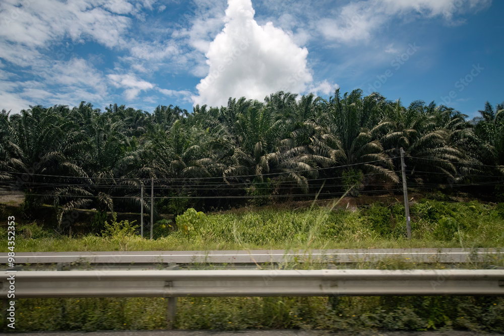 Lush palm tree plantation under a vibrant sky, bordered by a road. The scene captures nature's beauty alongside human infrastructure.
Lush palm tree plantation under a vibrant sky, bordered by a road. The scene captures nature's beauty alongside human infrastructure.