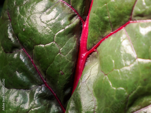 Close up Mangold or Swiss chard leaf background chard leaf like red vein photo