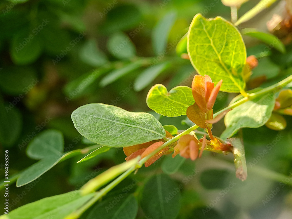 vibrant green leaves with intricate textures and veins. The leaves create a harmonious pattern vibrant green leaves with intricate textures and veins. The leaves create a harmonious pattern