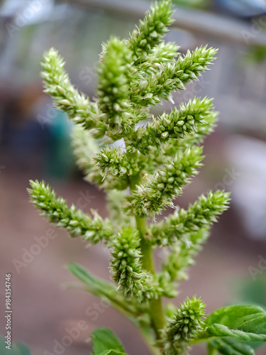 Amaranthus retroflexus smooth pigweed flowers. The flowers are small, green, and spiky photo