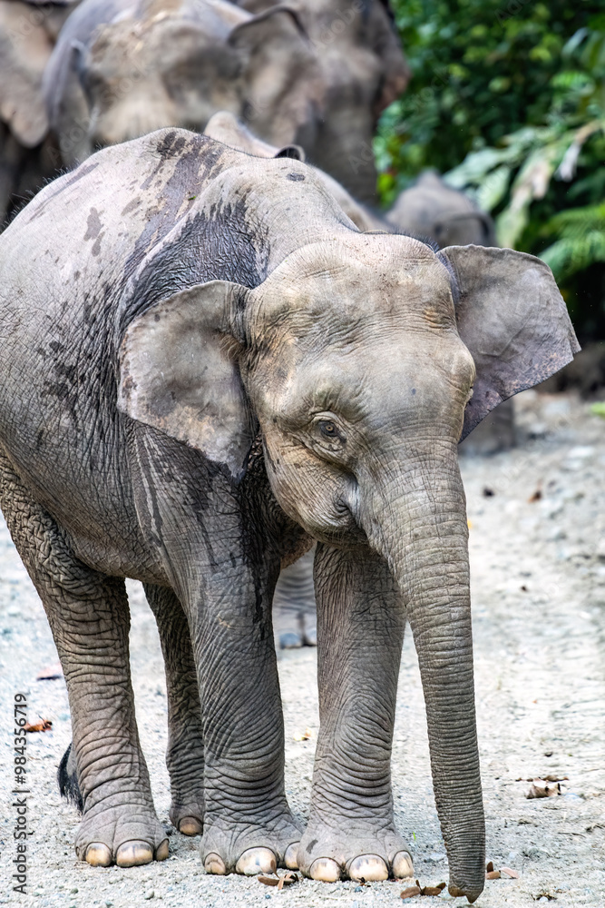 A majestic elephant walks along a sandy path, surrounded by lush greenery, showcasing its remarkable features and gentle demeanor.
A majestic elephant walks along a sandy path, surrounded by lush greenery, showcasing its remarkable features and gentle demeanor.