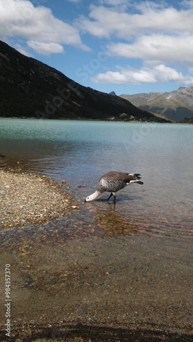 Cauquén comun photo