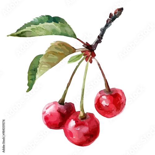 Watercolor painting of Cherry, isolated on a white background, and Cherry vector