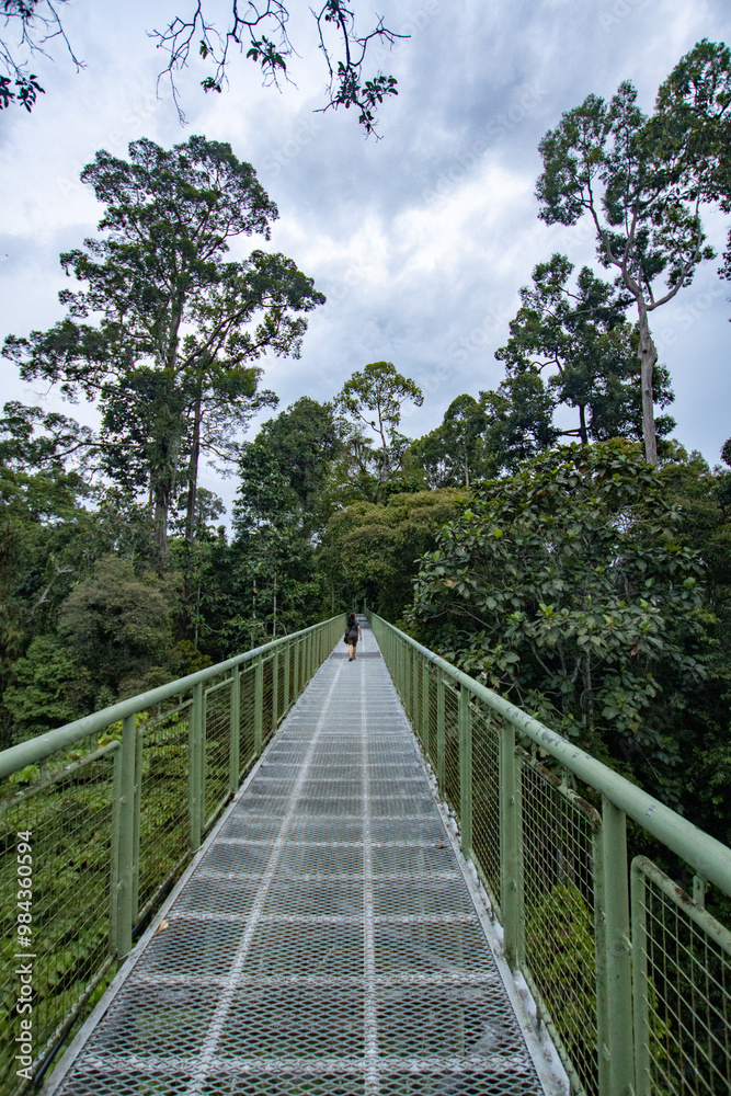 Obraz premium A person walking on a suspended canopy walkway, surrounded by lush green trees under a cloudy sky, highlighting the beauty of nature in a rainforest setting.