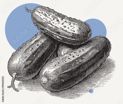 Vintage engraving illustration portrait of couple of cucumbers