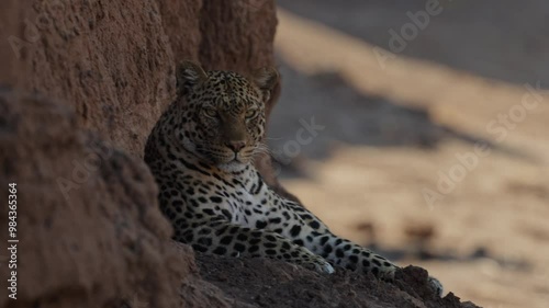 female leopard resting in the shade of a riverbank photo