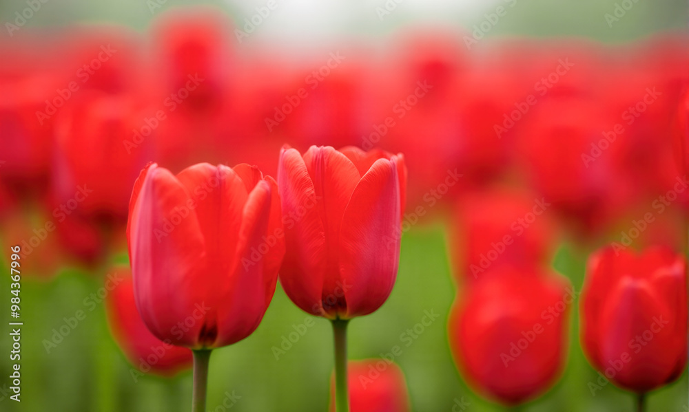 Fototapeta premium Vibrant red tulips in bloom, close-up view, fresh spring flowers in garden, blurred green background, floral beauty, nature colors, outdoor freshness, seasonal blossom