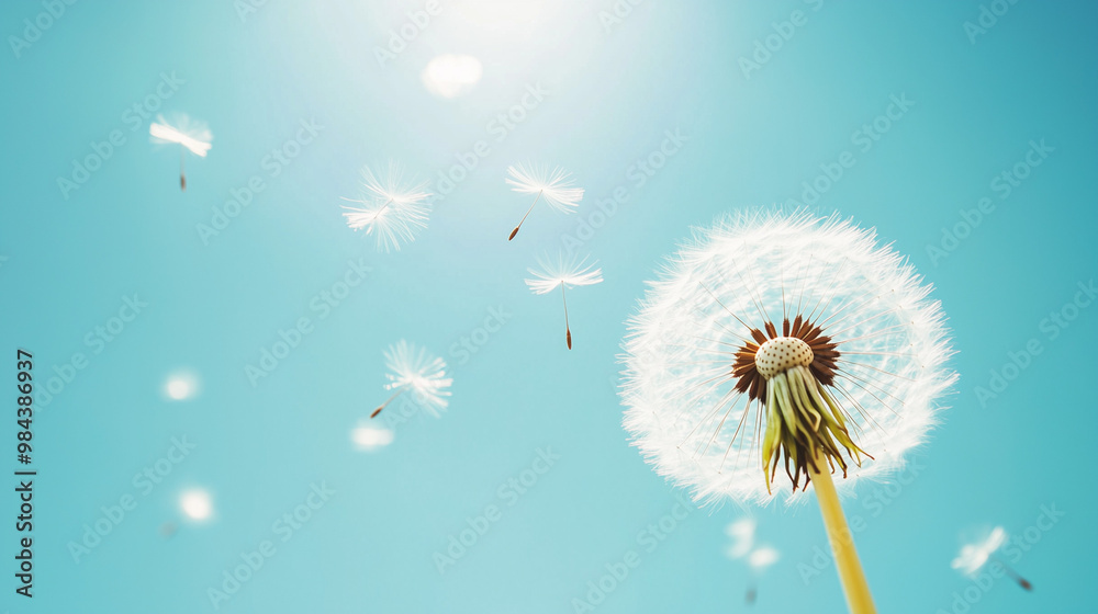Dandelion with seeds flying in the wind against a clear blue sky with space for text. Dandelion with seeds flying in the wind against a clear blue sky with space for text.