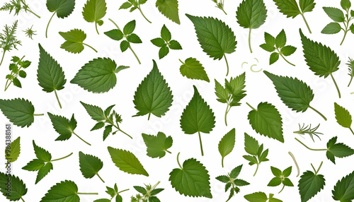 Obraz na płótnie rb background food plants medicinal rb nettle nettle white nettle herb medicine food plant herbal eating leaf nature illustration organic stem vegetarian spice healthy flower drawing tree branch raw w salonie