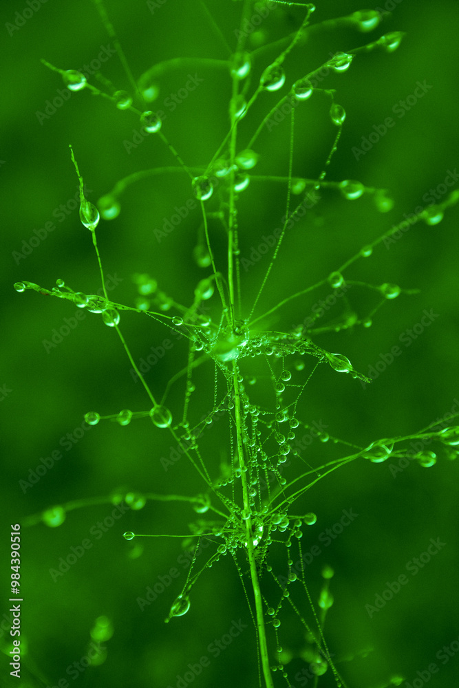 Vibrantly coloured rainy spiderweb, macrofocus on water drops. Vibrantly coloured rainy spiderweb, macrofocus on water drops.