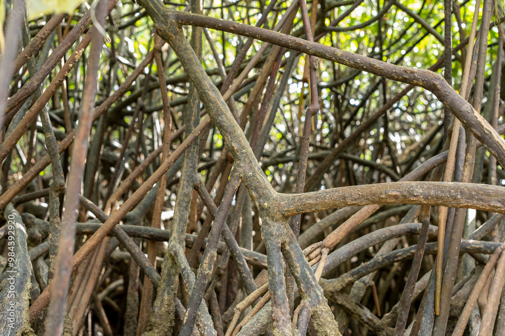A Dense Intertwining of Tree Roots in a Forest A Dense Intertwining of Tree Roots in a Forest
