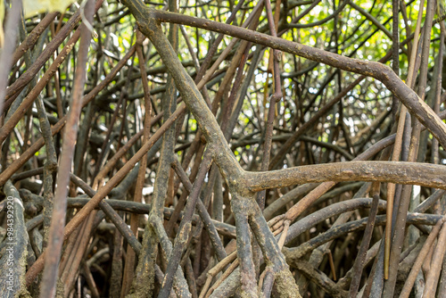 A Dense Intertwining of Tree Roots in a Forest