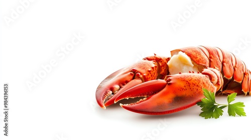 Cooked lobster and parsley, white isolate background. photo