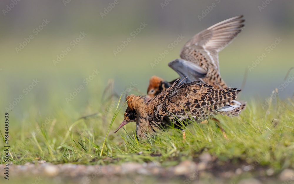 Ruff - male bird at a wetland on the mating season in spring Ruff - male bird at a wetland on the mating season in spring