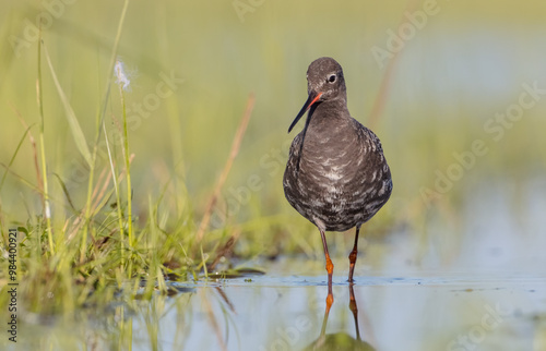 Spotted redshank - in spring feeding at wetland on the migration way