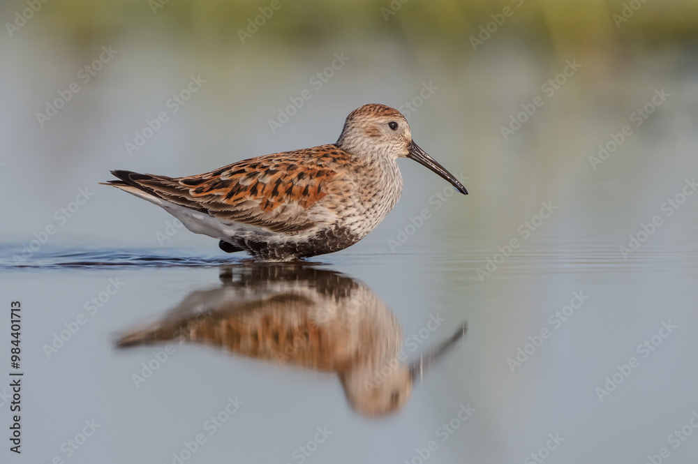 Dunlin - adult bird at a wetland on the spring migration Dunlin - adult bird at a wetland on the spring migration