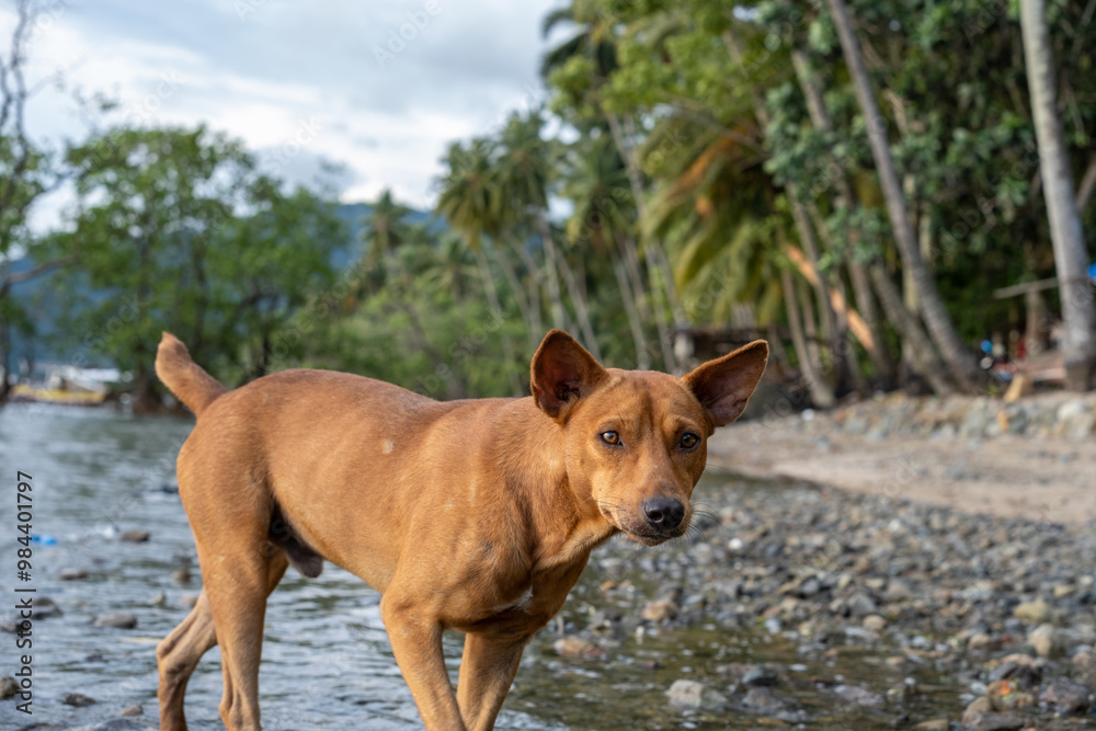 A Brown Dog Standing in a Tropical Beach Setting A Brown Dog Standing in a Tropical Beach Setting