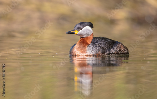 Red-necked grebe at the small lake in spring