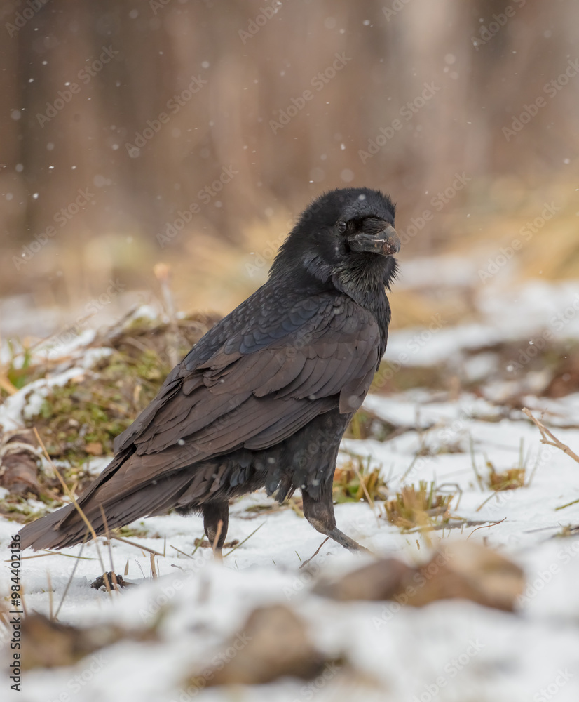 Fototapeta premium Common Raven - in winter at a wet forest