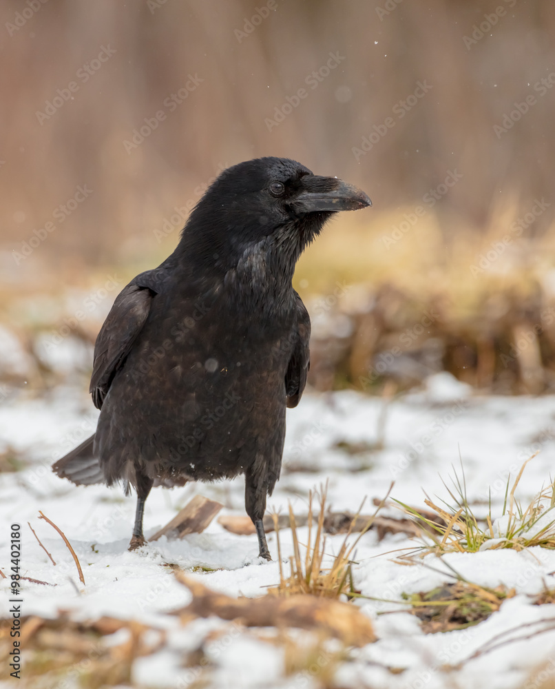 Fototapeta premium Common Raven - in winter at a wet forest
