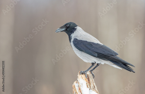 Hooded Crow - at the wet forest in early spring