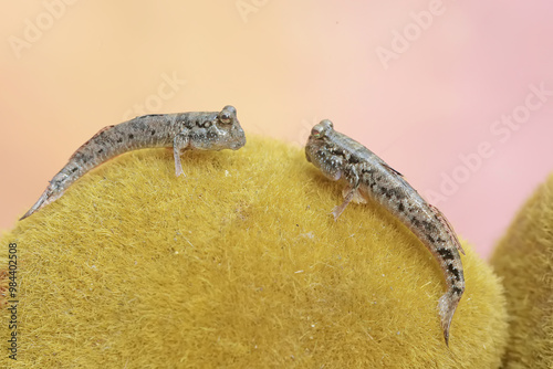 Two barred mudskippers are resting. This fish, which is mostly done in the mud, has the scientific name Periophthalmus argentilineatus. photo