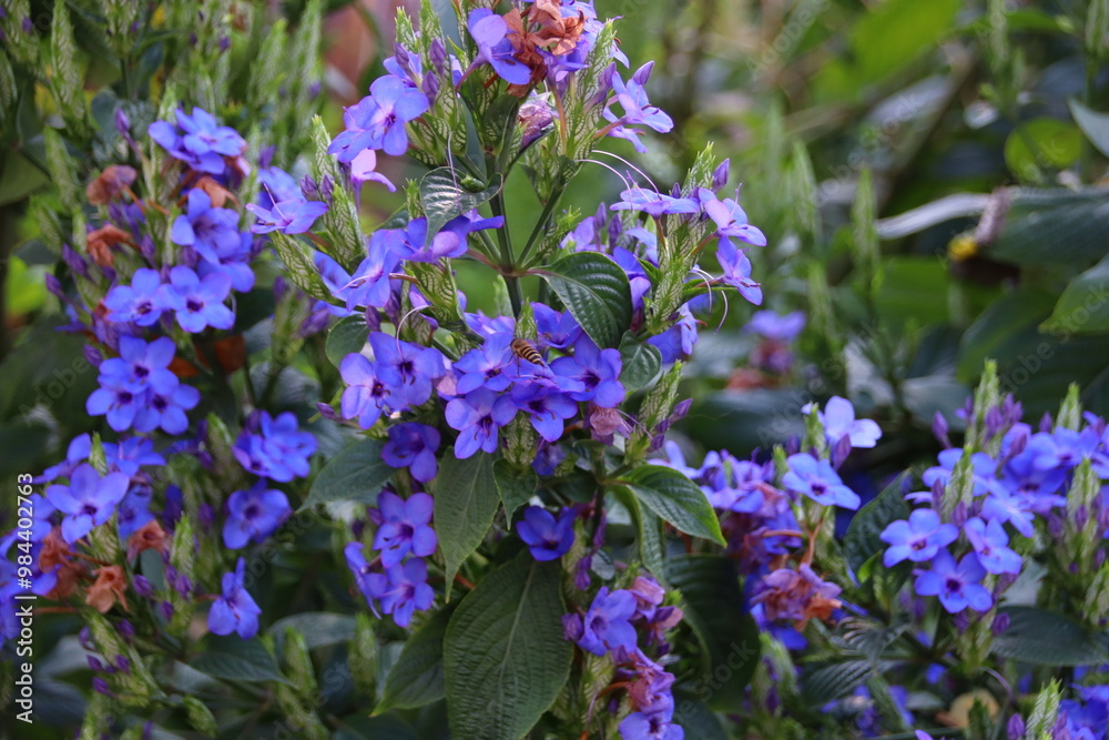 flowers in the garden