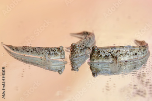 Three barred mudskippers are resting. This fish, which is mostly done in the mud, has the scientific name Periophthalmus argentilineatus. photo