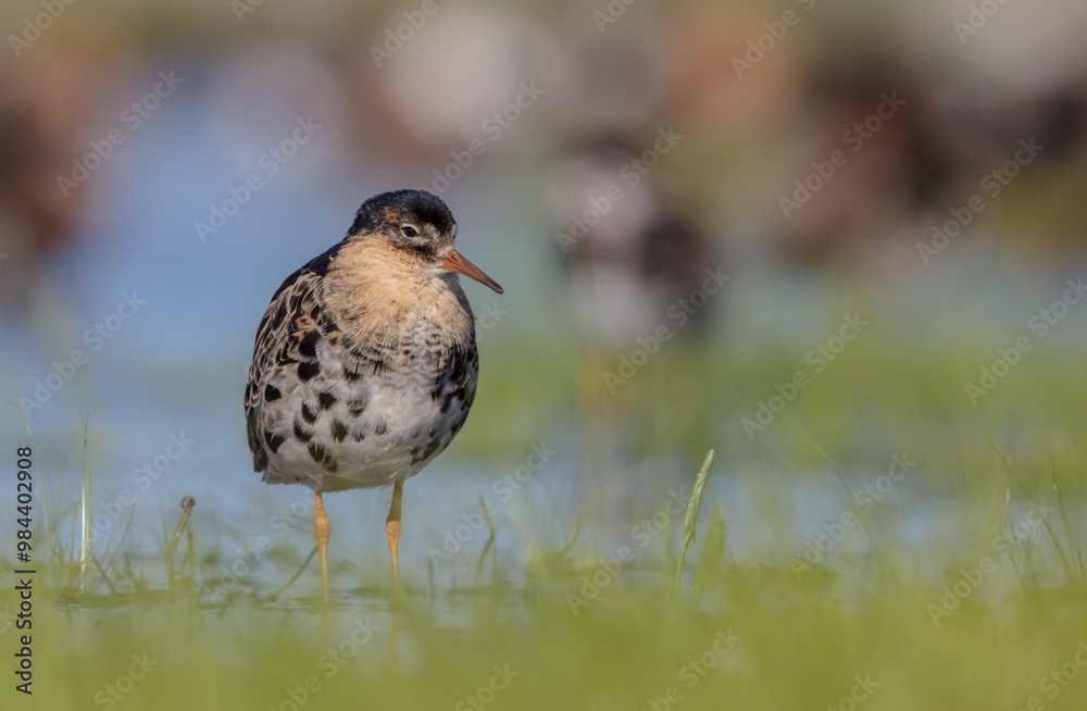 Fototapeta premium Ruff - male bird at a wetland on the mating season in spring