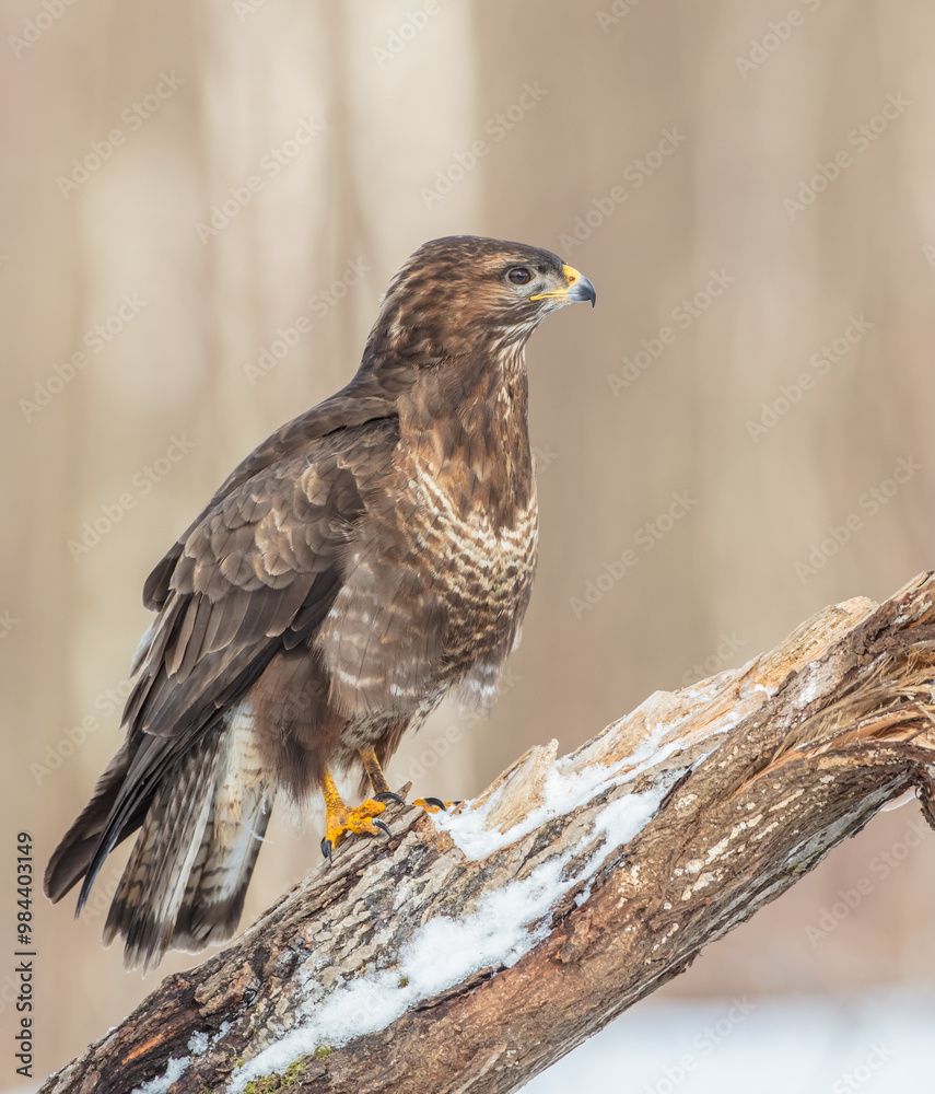 Common Buzzard in winter at a wet forest Common Buzzard in winter at a wet forest
