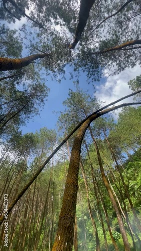 View from Under Pine Trees with Sunlight Through the Branches
