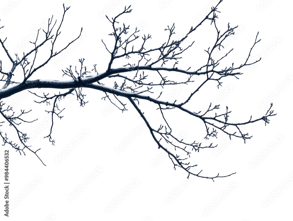 Bare tree branches, isolated on white, showing intricate details and silhouette of leafless limbs. PNG transparent. Bare tree branches, isolated on white, showing intricate details and silhouette of leafless limbs. PNG transparent.