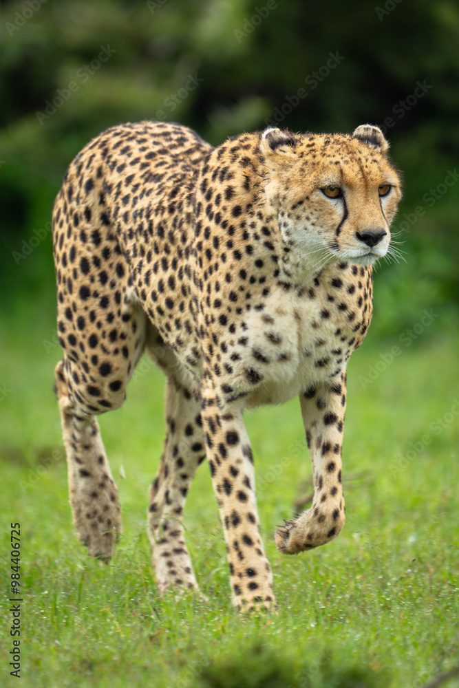 Female cheetah crosses short grass lifting forepaw Female cheetah crosses short grass lifting forepaw