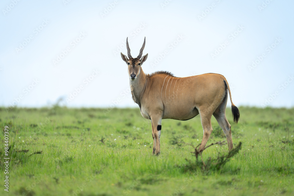 Common eland stands in savannah watching camera Common eland stands in savannah watching camera