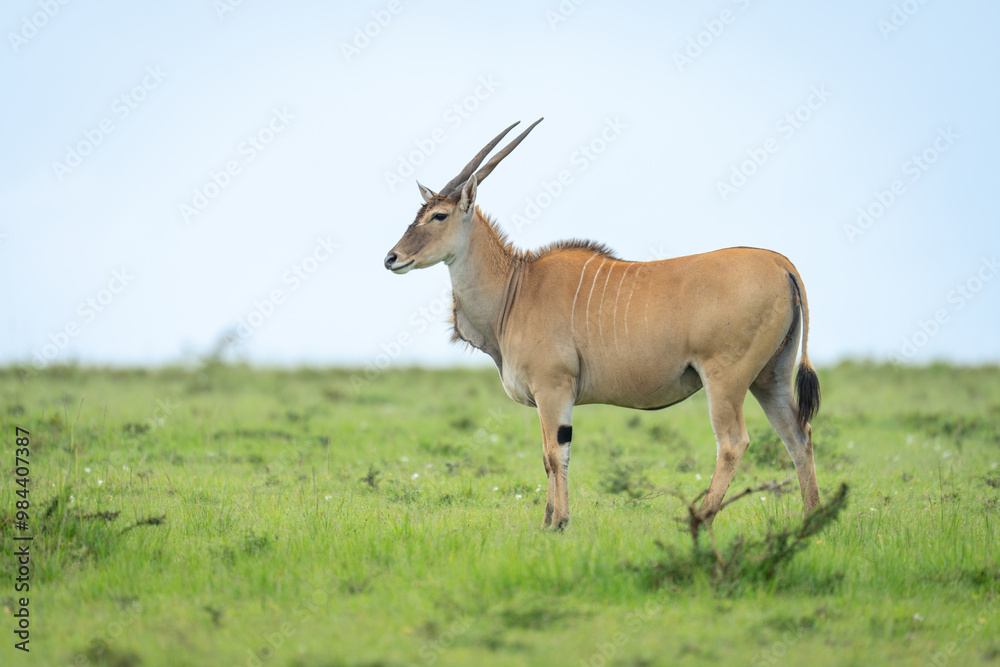 Common eland stands in profile in savannah Common eland stands in profile in savannah