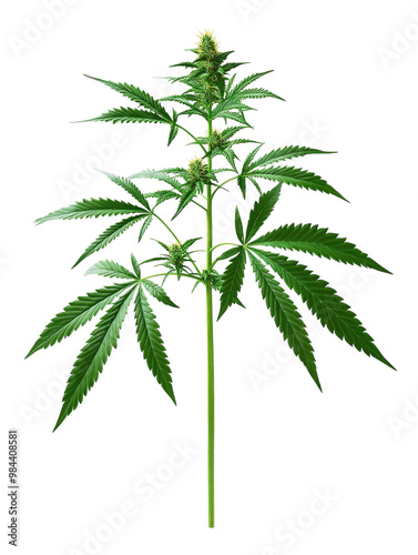 Cannabis plant with buds and leaves, isolated on a white background. PNG transparent. photo