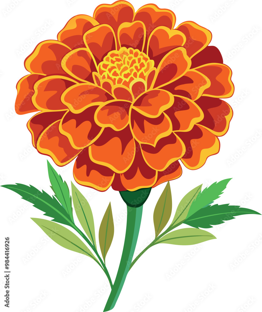 marigold flower