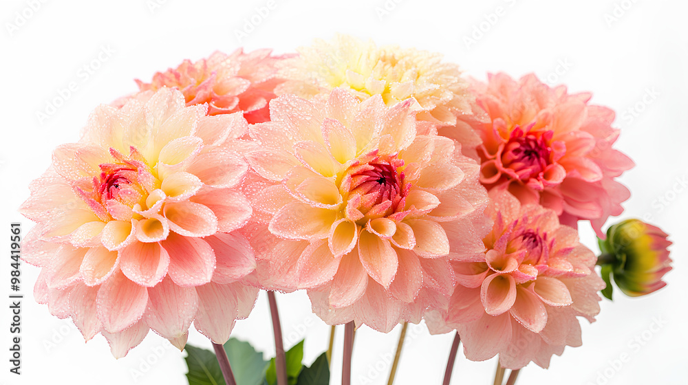 Fototapeta premium A bouquet of soft pink and yellow dahlias with dew drops against a white background.