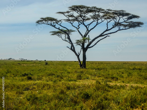 Vachellia Tortilis Tree with Two Vultures in Serengeti, Tanzania