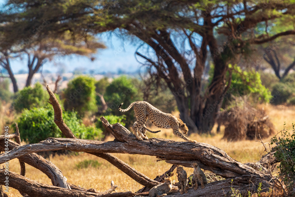 Cheetah Standing on Fallen Tree in Amboseli National Park, Kenya – Wildlife Photography in African Savanna Landscape Cheetah Standing on Fallen Tree in Amboseli National Park, Kenya – Wildlife Photography in African Savanna Landscape