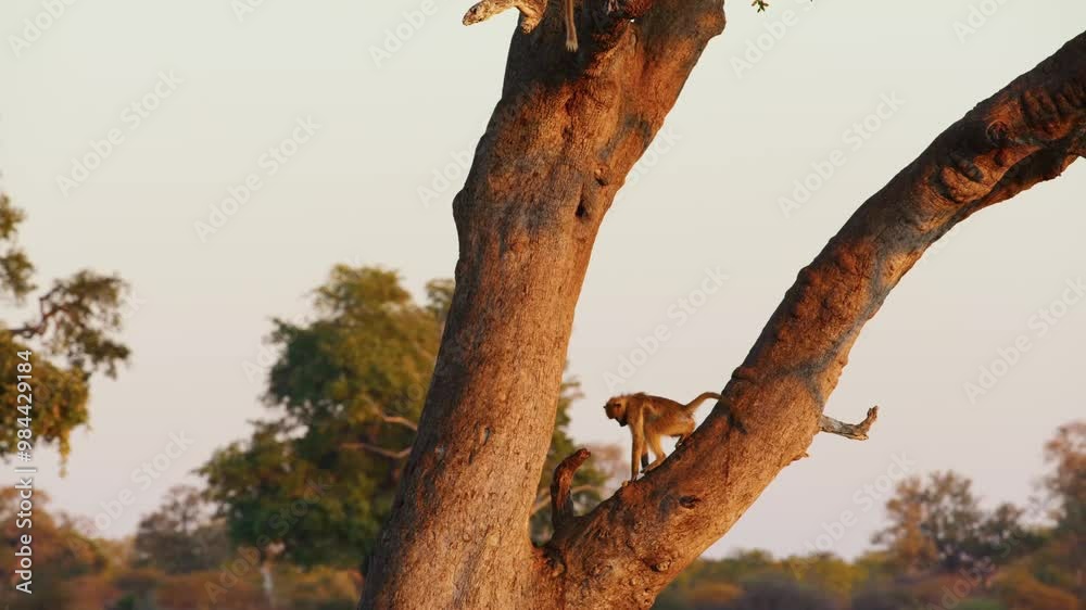 Wild animal in Hwange National Park in Zimbabwe Wild animal in Hwange National Park in Zimbabwe