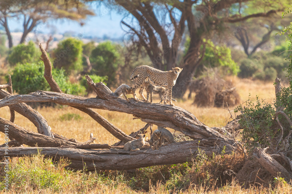 Fototapeta premium Cheetah Standing on Fallen Tree in Amboseli National Park, Kenya – Wildlife Photography in African Savanna Landscape