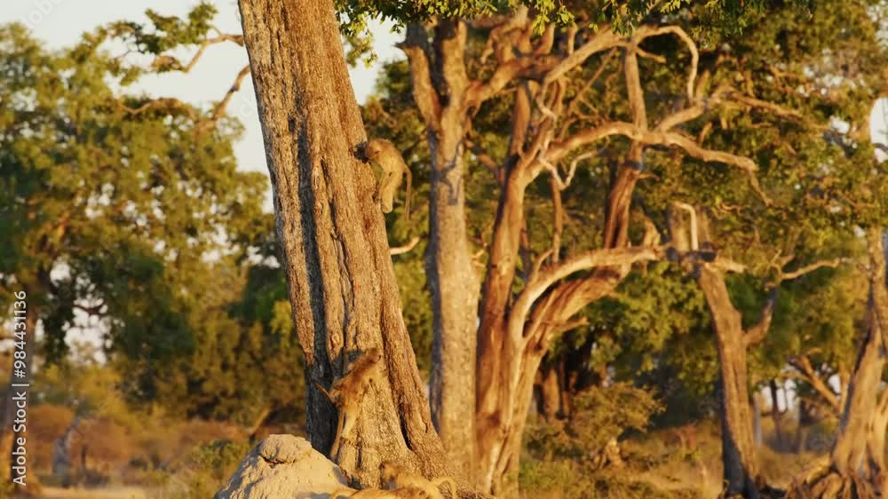 Wild animal in Hwange National Park in Zimbabwe Wild animal in Hwange National Park in Zimbabwe
