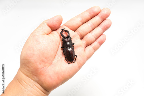 Hexarthrius mandibularis, stag beetle on top of a hand isolated on white background photo