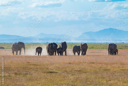 Herd of Elephants Grazing in the Open Plains of Amboseli National Park, Kenya – Majestic African Wildlife with Mountain Backdrop
