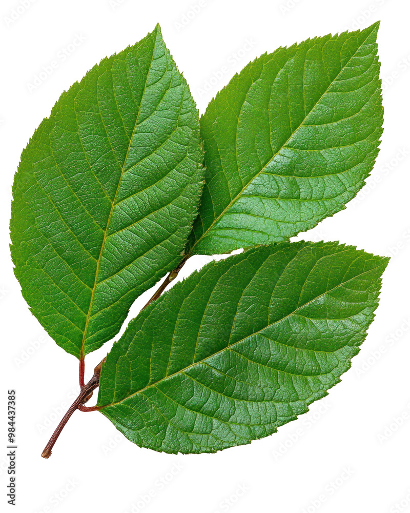 Obraz premium A leaf, isolate on transparent background