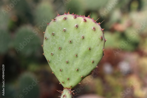 kaktus opuncja opuntia santa rita sadzonka fioletowy