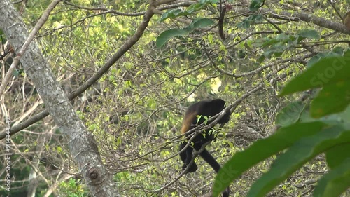 A Howler monkey climbing on branches and eating leaves off a tree in the jungle photo