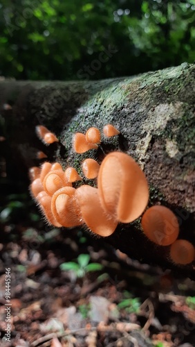 fungos na floresta amazônica photo