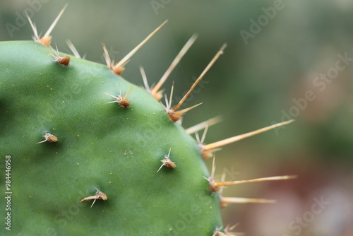 kaktus opuncja opuntia tortispina